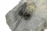Spiny Cyphaspis Trilobite - Multi-Toned Shell Coloration #245935-4